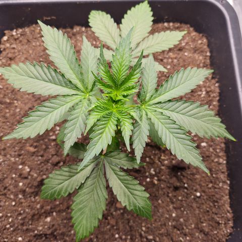 Wedding Cake 2. growlog photo: VT13 VW2
Vor Topping.