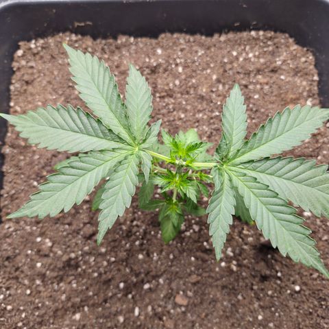 Wedding Cake 2. growlog photo: VT13 VW2
Nach Topping.