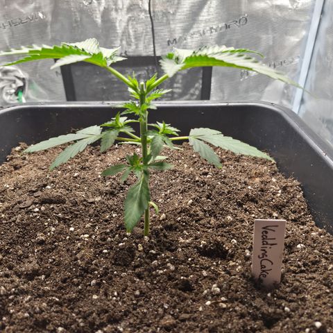 Wedding Cake 2. growlog photo: VT13 VW2
Nach Topping.