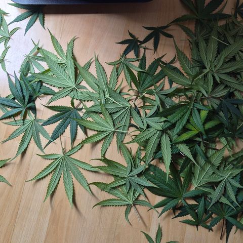 Jack Herer 2. growlog photo: Entlaubung von grossen Fächerblättern aus dem Zentrum.