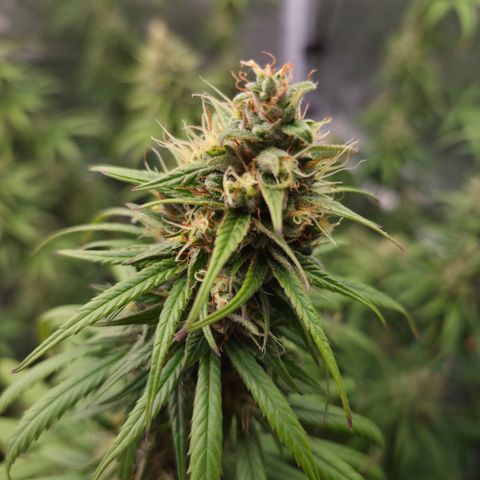 Jack Herer 2. growlog photo: BT39 BW6