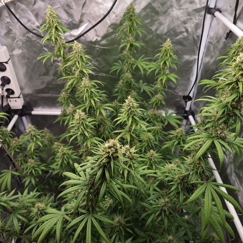 Jack Herer 2. growlog photo: BT39 BW6