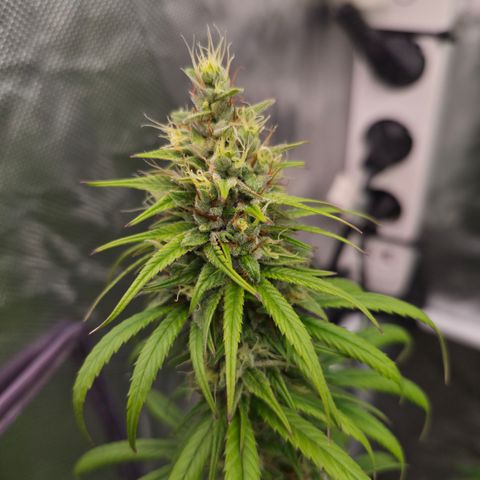 Jack Herer 2. growlog photo: BT39 BW6