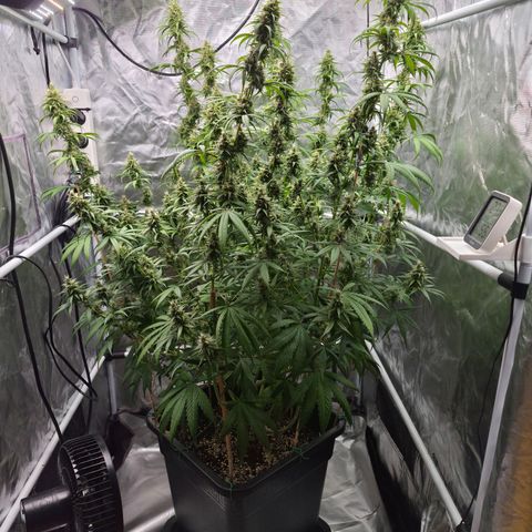 Jack Herer 2. growlog photo: BT39 BW6