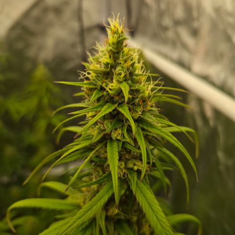 Jack Herer 2. growlog photo: BT39 BW6