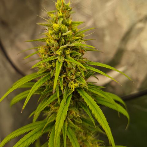 Jack Herer 2. growlog photo: BT39 BW6
