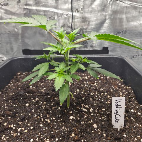 Wedding Cake 2. growlog photo: VT16 VW3
Vor Beschneidung.