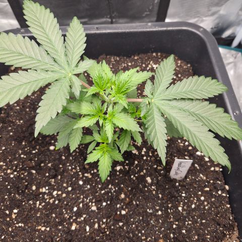 Wedding Cake 2. growlog photo: VT16 VW3
Vor Beschneidung.