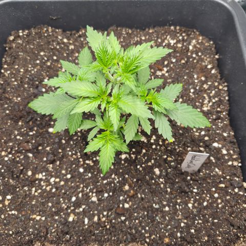 Wedding Cake 2. growlog photo: VT16 VW3 
Nach Beschneidung.