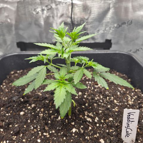Wedding Cake 2. growlog photo: VT16 VW3 
Nach Beschneidung.