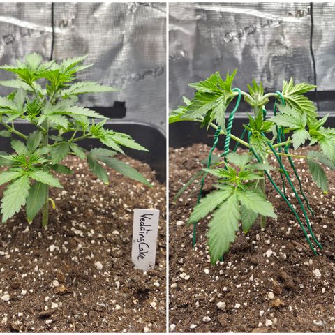 Wedding Cake 2. growlog photo: VT18 VW3
