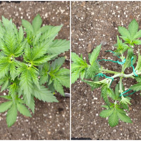 Wedding Cake 2. growlog photo: VT18 VW3