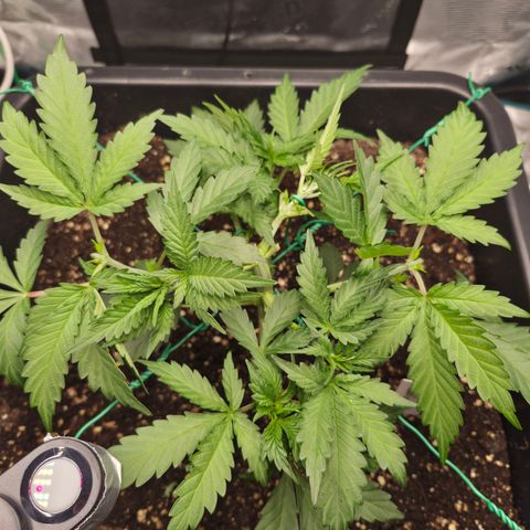 Wedding Cake 2. growlog photo: VT24 VW4