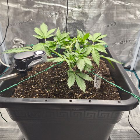 Wedding Cake 2. growlog photo: VT24 VW4