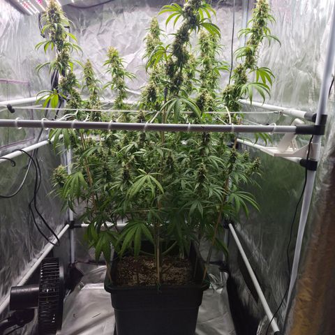 Jack Herer 2. growlog photo: BT47 BW7
