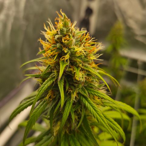 Jack Herer 2. growlog photo: BT47 BW7