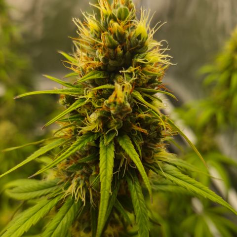 Jack Herer 2. growlog photo: BT47 BW7