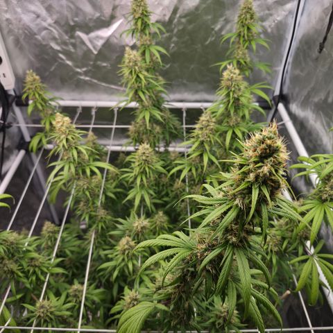 Jack Herer 2. growlog photo: BT47 BW7