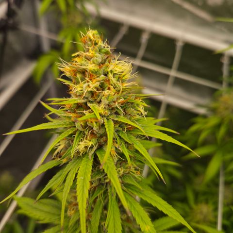 Jack Herer 2. growlog photo: BT47 BW7