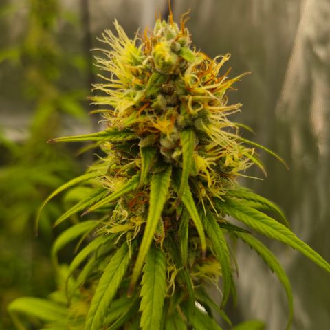 Jack Herer 2. growlog photo: BT47 BW7