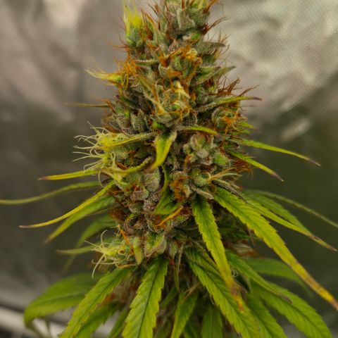 Jack Herer 2. growlog photo: BT54 BW8