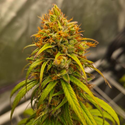 Jack Herer 2. growlog photo: BT54 BW8