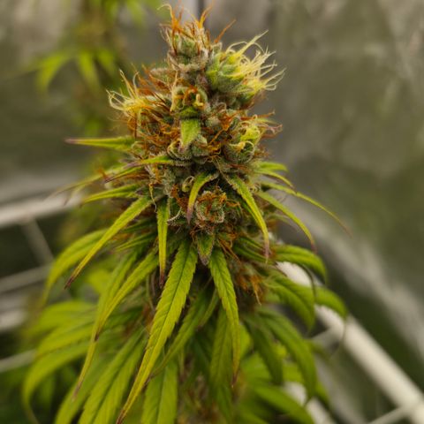 Jack Herer 2. growlog photo: BT54 BW8