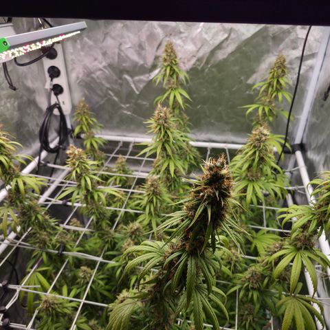 Jack Herer 2. growlog photo: BT54 BW8