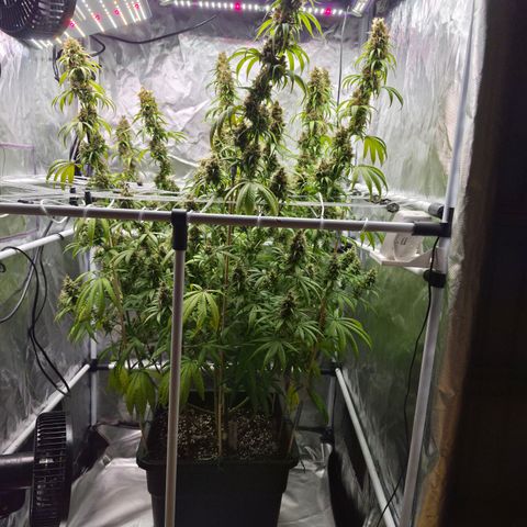 Jack Herer 2. growlog photo: BT54 BW8