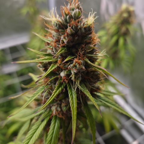 Jack Herer 2. growlog photo: BT54 BW8