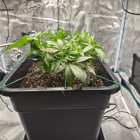 Wedding Cake 2. growlog photo: VT31 VW5