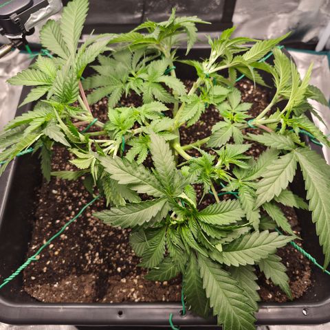 Wedding Cake 2. growlog photo: VT31 VW5