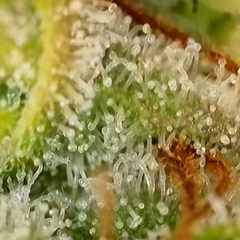 Jack Herer 2. growlog photo: BT54 BW8