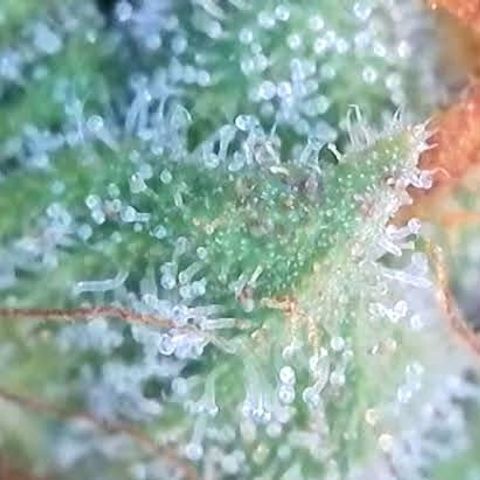 Jack Herer 2. growlog photo: BT54 BW8