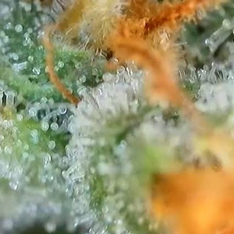 Jack Herer 2. growlog photo: BT54 BW8