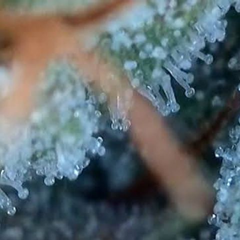 Jack Herer 2. growlog photo: BT54 BW8