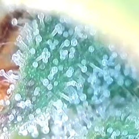 Jack Herer 2. growlog photo: BT54 BW8