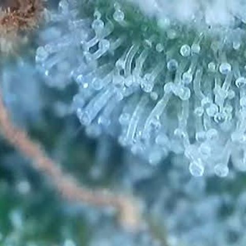 Jack Herer 2. growlog photo: BT54 BW8