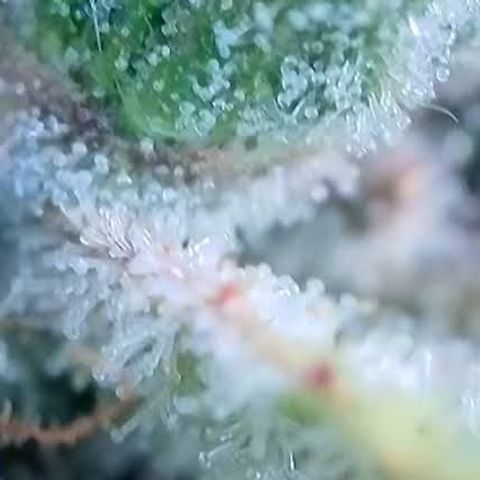 Jack Herer 2. growlog photo: BT54 BW8