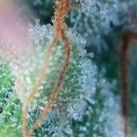 Jack Herer 2. growlog photo: BT54 BW8