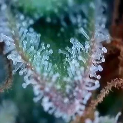 Jack Herer 2. growlog photo: BT54 BW8