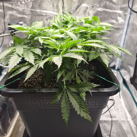 Wedding Cake 2. growlog photo: VT38 VW6