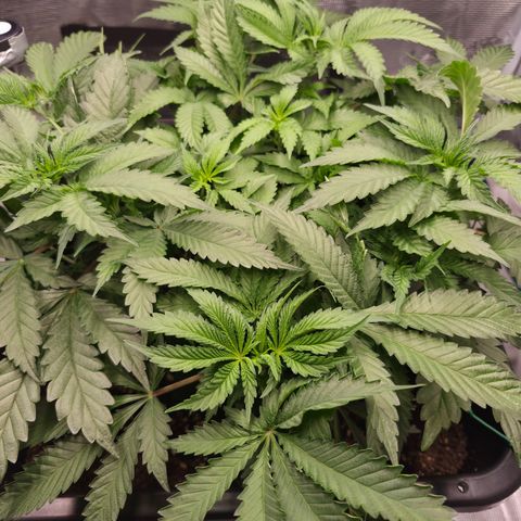 Wedding Cake 2. growlog photo: VT38 VW6