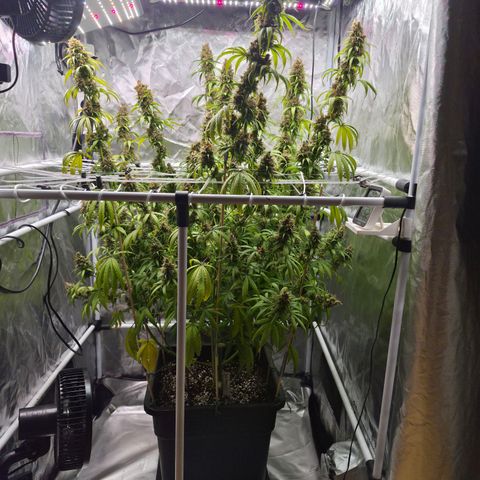 Jack Herer 2. growlog photo: BT61 BW9