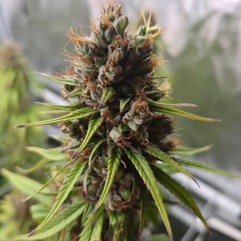 Jack Herer 2. growlog photo: BT61 BW9
