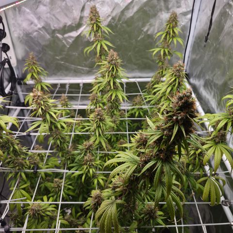 Jack Herer 2. growlog photo: BT61 BW9