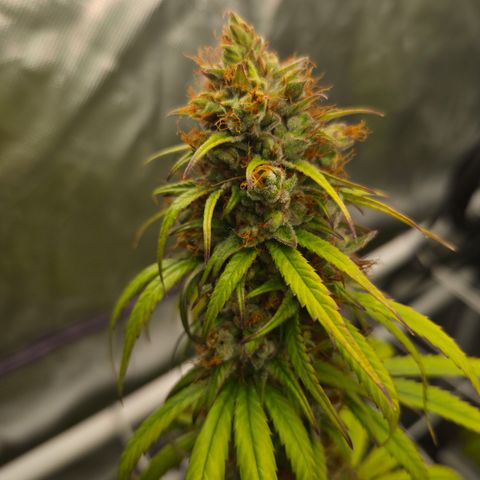 Jack Herer 2. growlog photo: BT61 BW9