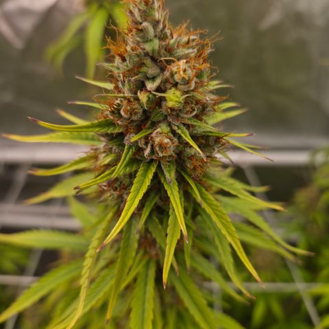 Jack Herer 2. growlog photo: BT61 BW9