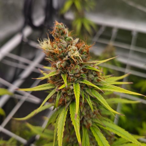 Jack Herer 2. growlog photo: BT61 BW9