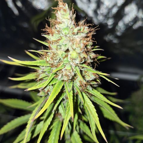 Jack Herer 2. growlog photo: BT61 BW9